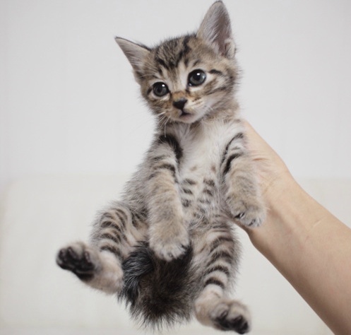 길에서 한번 쯤 마주쳤던 고양이 코 리 안 숏 헤 어! | 인스티즈