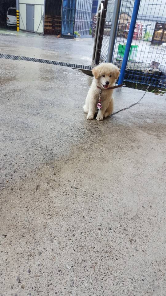 공장에 키우려 데려가는 멍멍이.jpg | 인스티즈