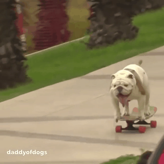 스케이트보드 마스터.gif | 인스티즈