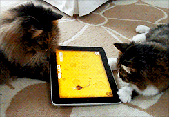 현대묘에게 아이패드는 기본 아니냥? | 인스티즈