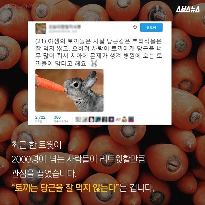  토끼가 당근을 못 먹는다고요? | 인스티즈