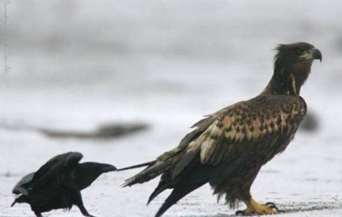 까마귀 지능 수준 | 인스티즈