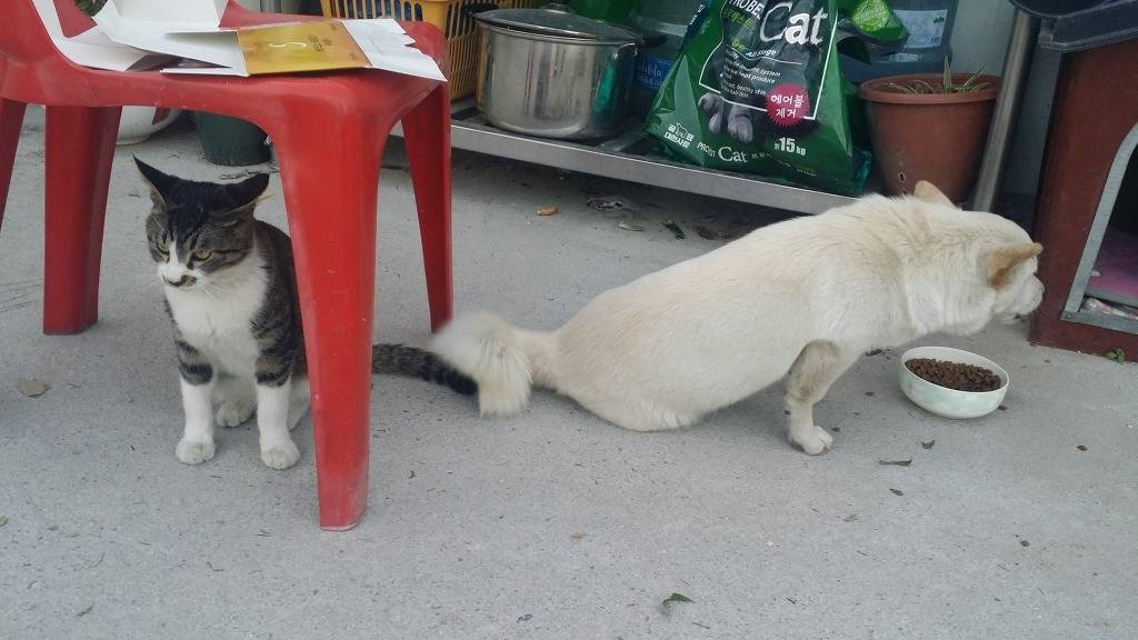 유난히 사이좋은 고양이와 개.jpg | 인스티즈