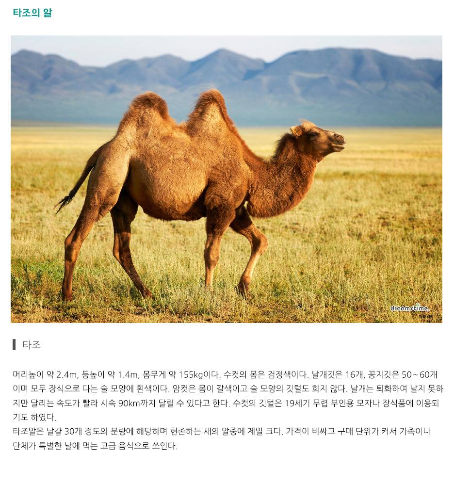 타조의 알은 새의 알중에 제일 크다 | 인스티즈