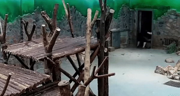 중국에서 판다가 받는 대접 | 인스티즈