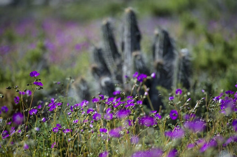 세계에서 가장 건조한 사막에 폭우가 내렸다.jpg | 인스티즈