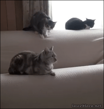 냥아치 . gif | 인스티즈