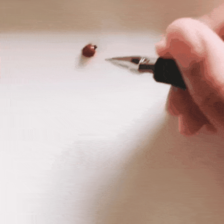 무당벌레를 홀리는 방법 | 인스티즈