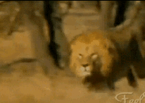 방심하다가 죽은 치타.gif | 인스티즈