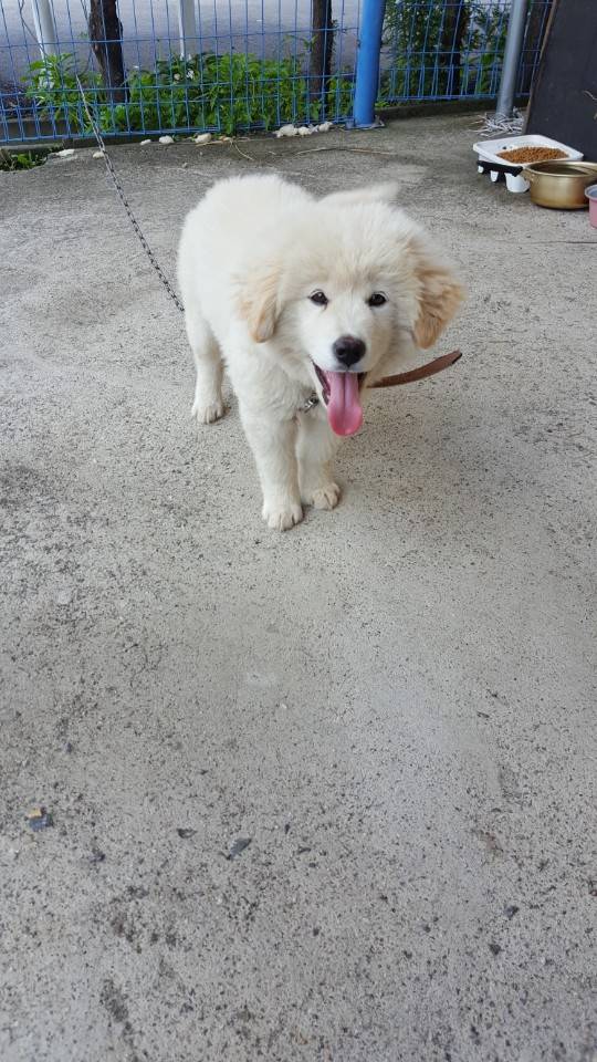 공장에 키우려 데려가는 멍멍이.jpg | 인스티즈