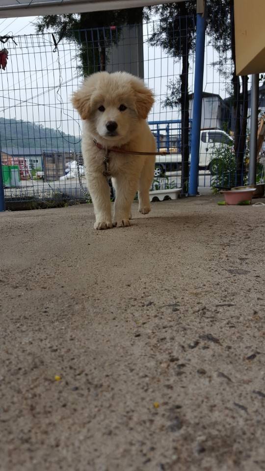 공장에 키우려 데려가는 멍멍이.jpg | 인스티즈