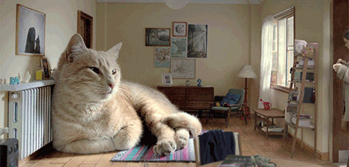 집사의 로망 : 거대묘 | 인스티즈