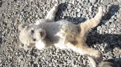 흰사자 아기 시절.jpg | 인스티즈