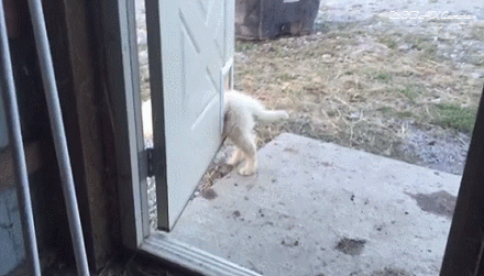 문에 끼인 강아지 | 인스티즈