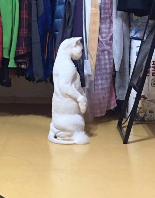 뭔가 있는 고양이 | 인스티즈