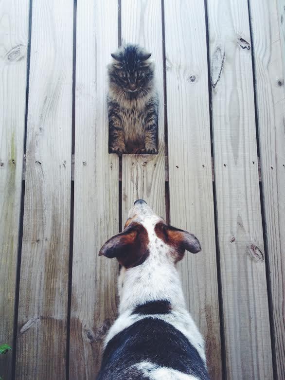 담장에 주인이 손수 만들어준 강아지용 창문 | 인스티즈