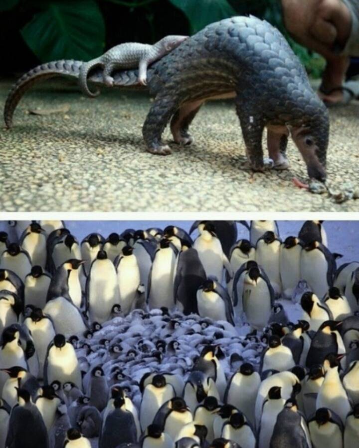 새끼를 안는 어미들의 표정 | 인스티즈