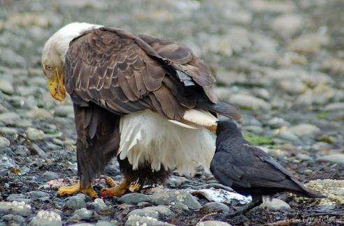 까마귀 지능 수준 | 인스티즈