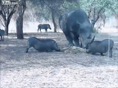 멧돼지 날리는 코뿔소 | 인스티즈