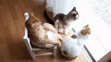 냥이들 | 인스티즈