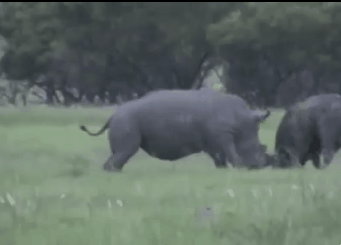 코뿔소의 엄청난 위력 ㄷㄷㄷ | 인스티즈