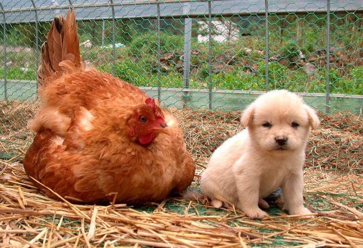  병아리 쫓겨남ㅋㅋㅋㅋㅋ | 인스티즈