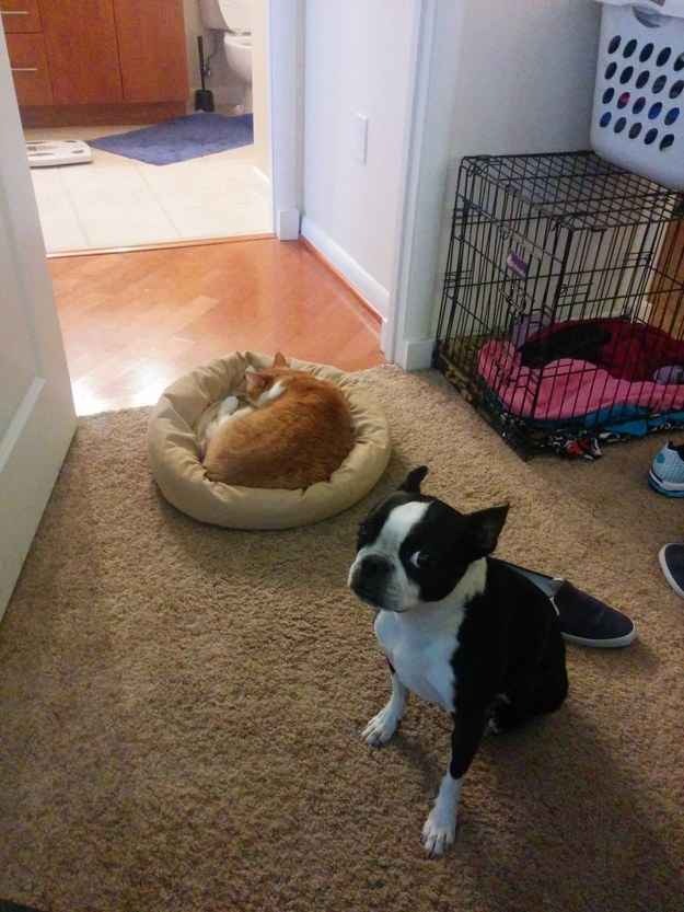 고양이들의 묘성 수준 | 인스티즈