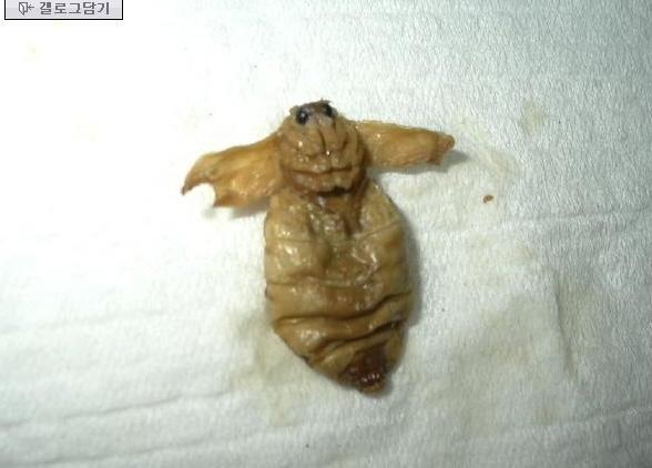 징글주의 혐오주의!!) 호불호 쩌는 음식 best에 손꼽히는 것 | 인스티즈