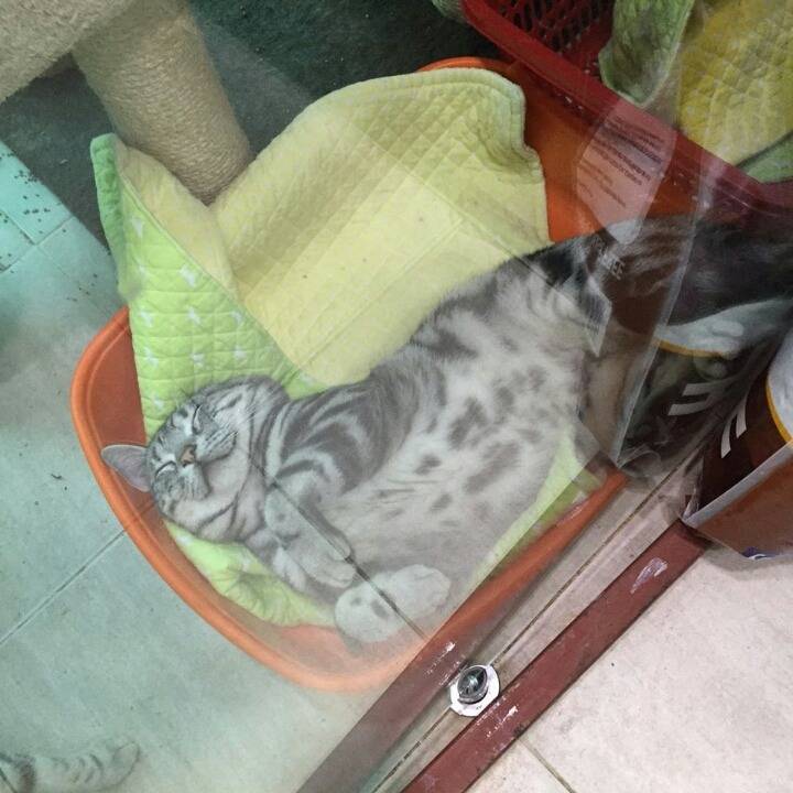 돼냥 짱귀 (본인주의) | 인스티즈