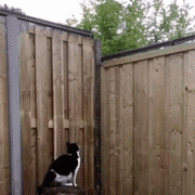 고양이 가출방지 | 인스티즈