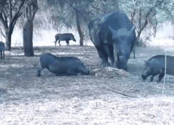 코뿔소의 엄청난 위력 ㄷㄷㄷ | 인스티즈