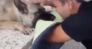 안락사를 지켜보는 주인.gif | 인스티즈