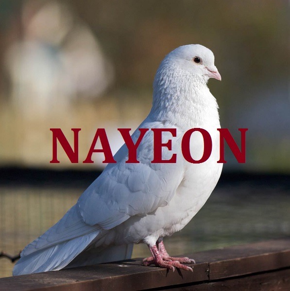 트와이스 지효가 말하는 멤버별 닮은 동물.jpg | 인스티즈