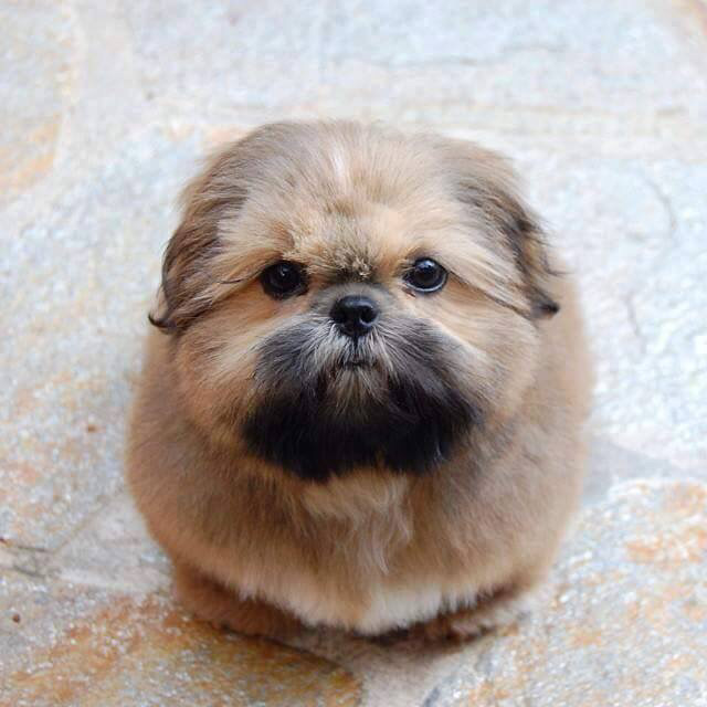 외국 시츄 | 인스티즈