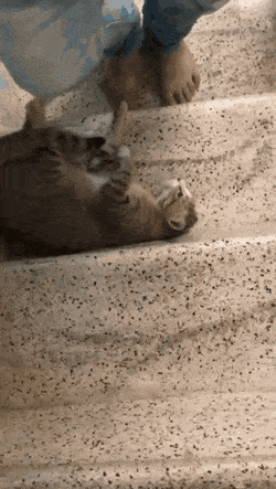 길막하는 고양이.GIF | 인스티즈
