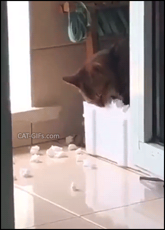 고양이 박스 챌린지.gif | 인스티즈