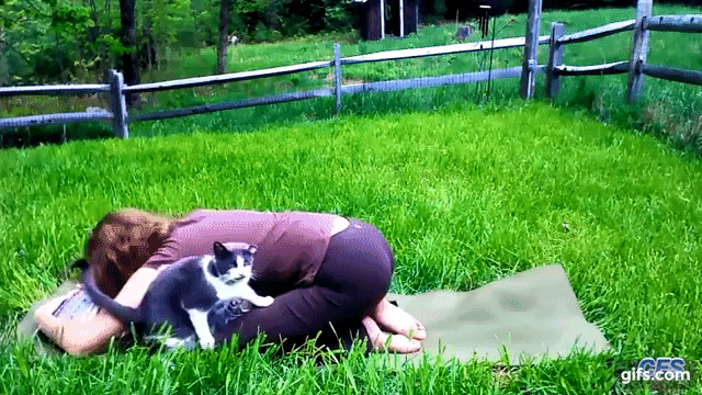 반려인이 요가할 때 멍뭉이 vs 냥냥이 | 인스티즈