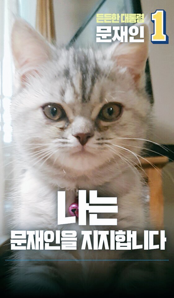 손녀 냥이까지 유세에 이용하는 조응천 의원 | 인스티즈