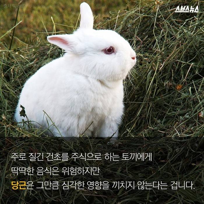  토끼가 당근을 못 먹는다고요? | 인스티즈