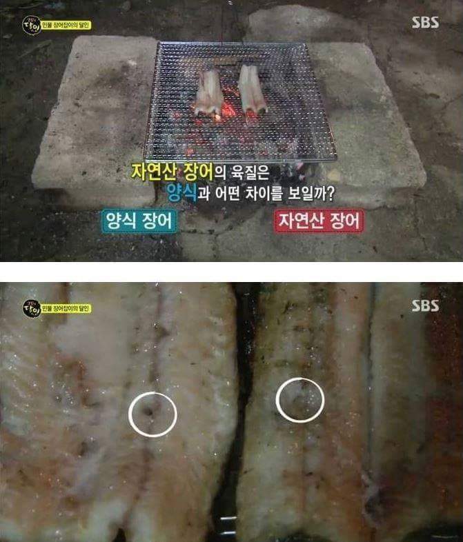 장어의 효과 | 인스티즈