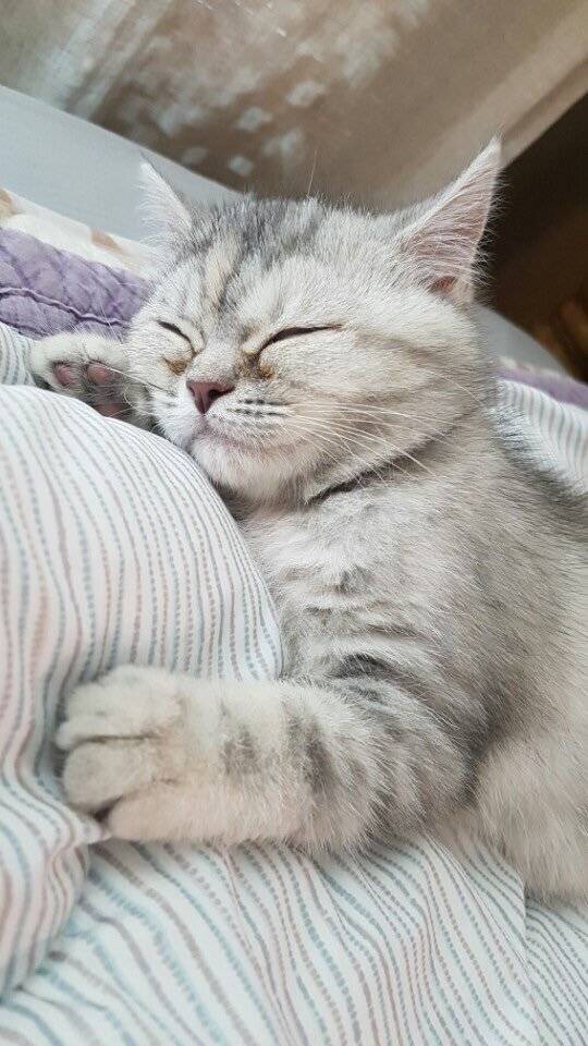 손녀 냥이까지 유세에 이용하는 조응천 의원 | 인스티즈