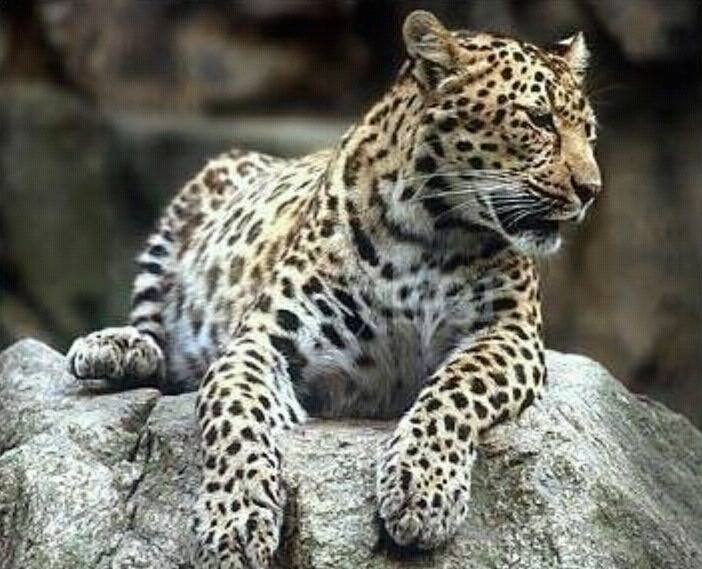 이 맹수들중에 한마리를 키워야한다면? | 인스티즈