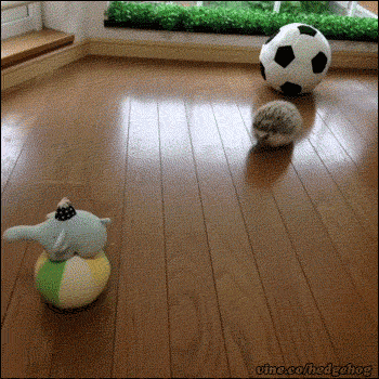 고슴도치의 귀여움에 대한 고찰.gif | 인스티즈