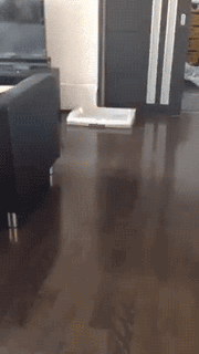 우리 강아지 어디갔을까~?? | 인스티즈