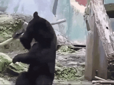 곰이야 사람이야.gif | 인스티즈