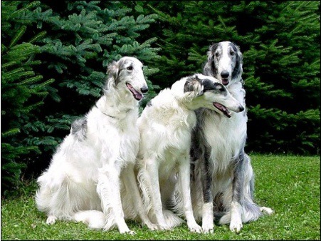 개 아이큐 TOP5 순위,jpg | 인스티즈