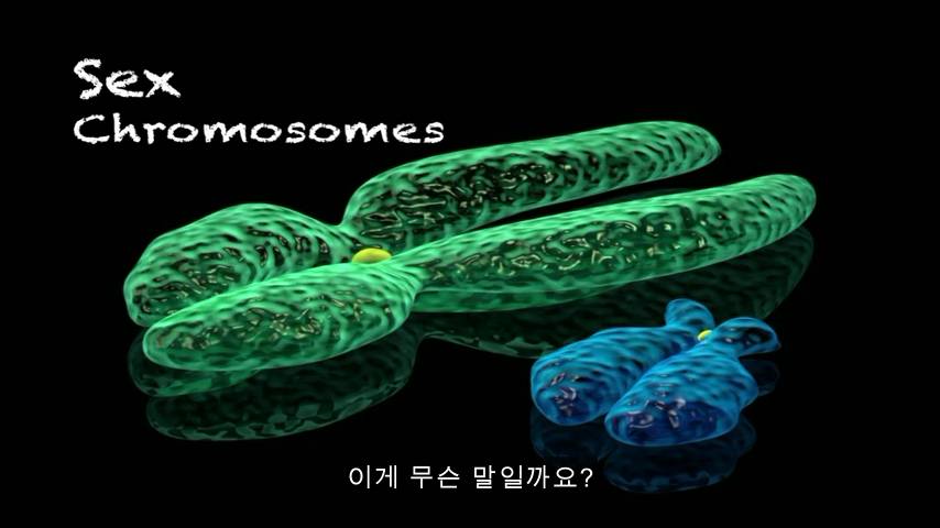 [TED] 왜 약은 종종 여성에게 위험한 부작용이 있는가 | 인스티즈