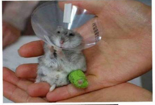 깁스한 동물들 | 인스티즈