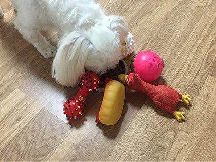 밥 안먹는 멍멍이 밥 먹이기 | 인스티즈