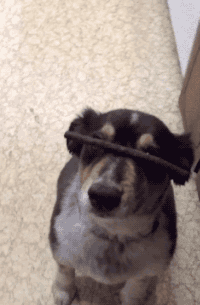 기다려~ 기다려.gif | 인스티즈